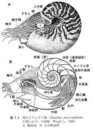 オウムガイの特徴 古生物の部屋