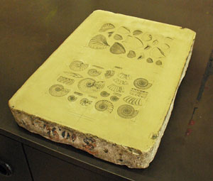 リトグラフ印刷に使われるゾルンホーフェン石版石灰岩